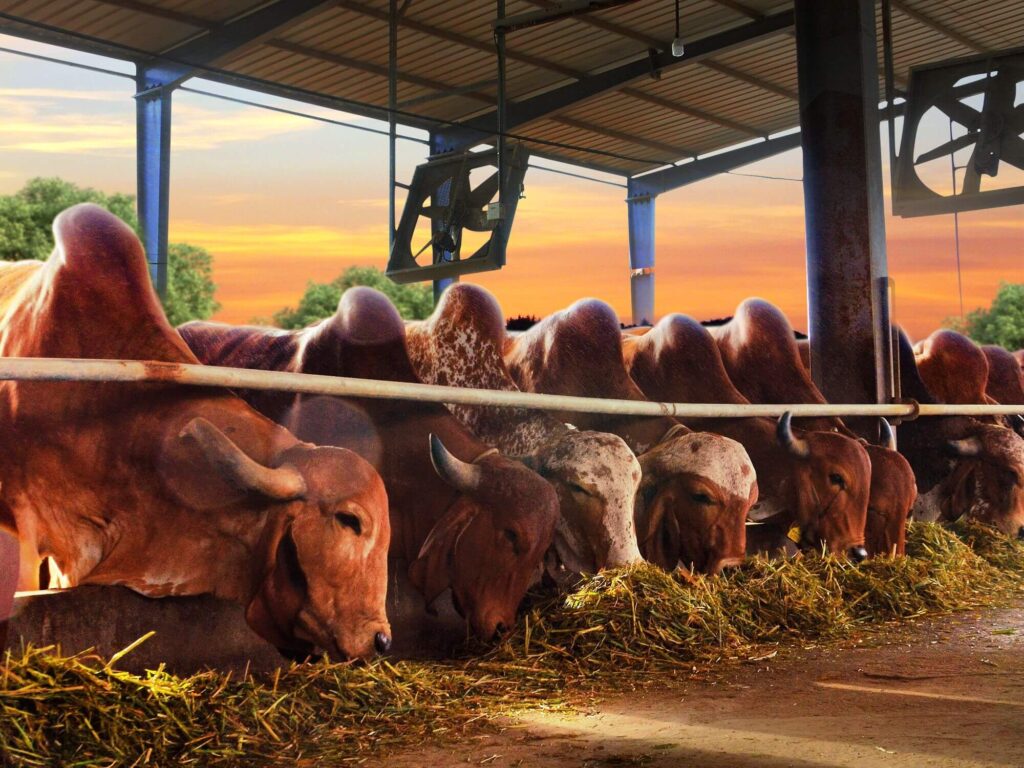 Freshness in Milk: The Myth of Metro Markets