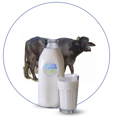 Buffalo Milk